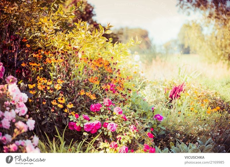 Herbst Garten mit bunte Blumen und Sträucher Lifestyle Design Sommer Natur Landschaft Pflanze Gras Park gelb Astern mehrfarbig Blatt Schönes Wetter