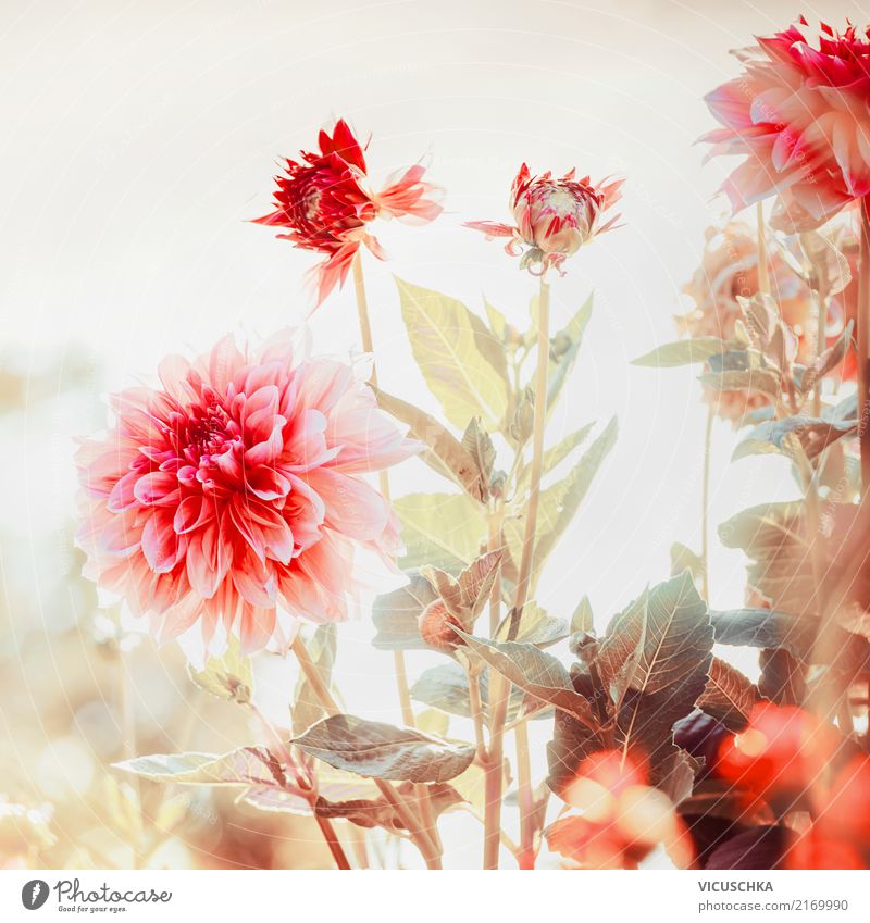 Schöne Dahlien im Garten Lifestyle Design Sommer Valentinstag Natur Pflanze Herbst Blume Blatt Blüte Park weich rosa rot prächtig Blühend Schönes Wetter