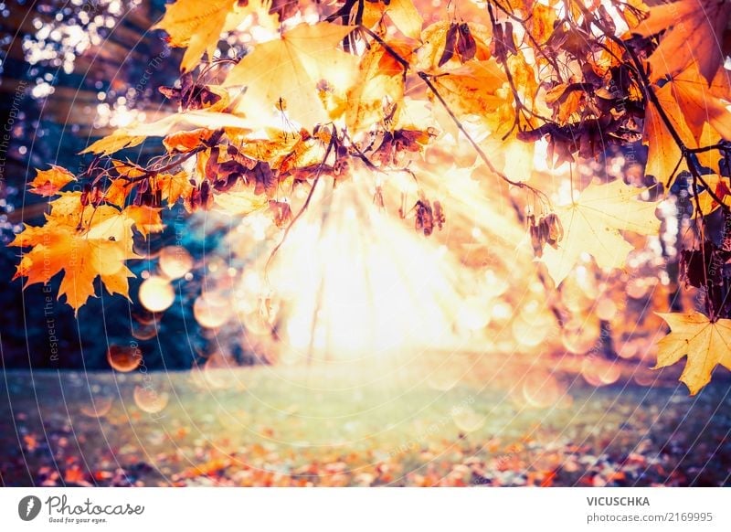 Herbst Hintergrund mit Laub und Sonnenstrahlen Lifestyle Garten Natur Pflanze Sonnenlicht Schönes Wetter Baum Sträucher Blatt Park gelb Hintergrundbild Oktober
