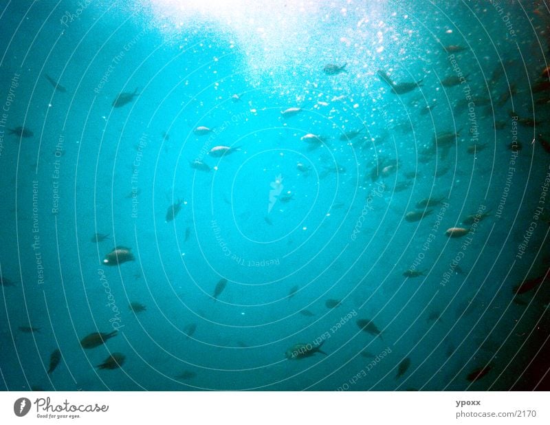 fischyBLue U-Boot Fischschwarm Meer tauchen Wasser Unterwasseraufnahme Schwarm blau