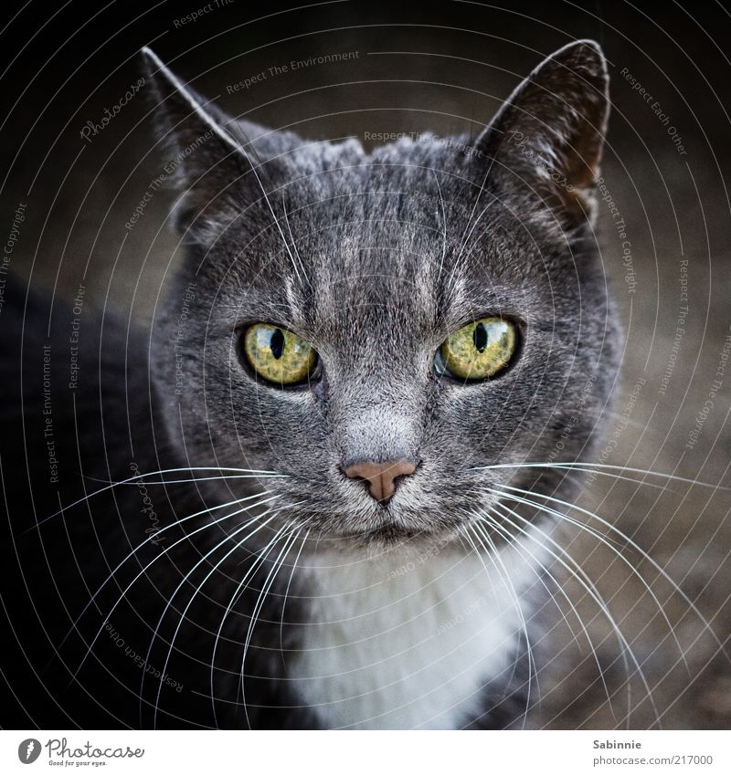 Poser Tier Haustier Katze 1 ästhetisch grau grün schwarz weiß Schnurrhaar Auge Ohr Nase Hauskatze Farbfoto Gedeckte Farben Außenaufnahme Nahaufnahme Tag