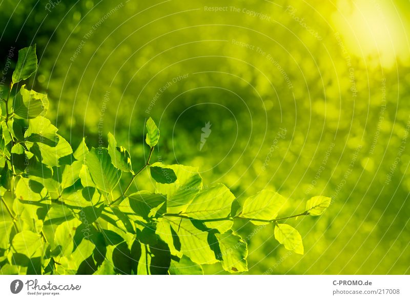 Sommersonne Umwelt Natur Sonnenlicht Baum Wald hell Wärme grün Frühling vitalisierend Leben Farbfoto Außenaufnahme Textfreiraum oben Tag Sonnenstrahlen