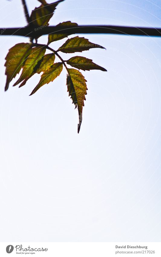 Platz zum wachsen Natur Pflanze Luft Wolkenloser Himmel Sommer Blatt Grünpflanze blau grün weiß Wachstum hängen Ast Strukturen & Formen Silhouette Hochformat