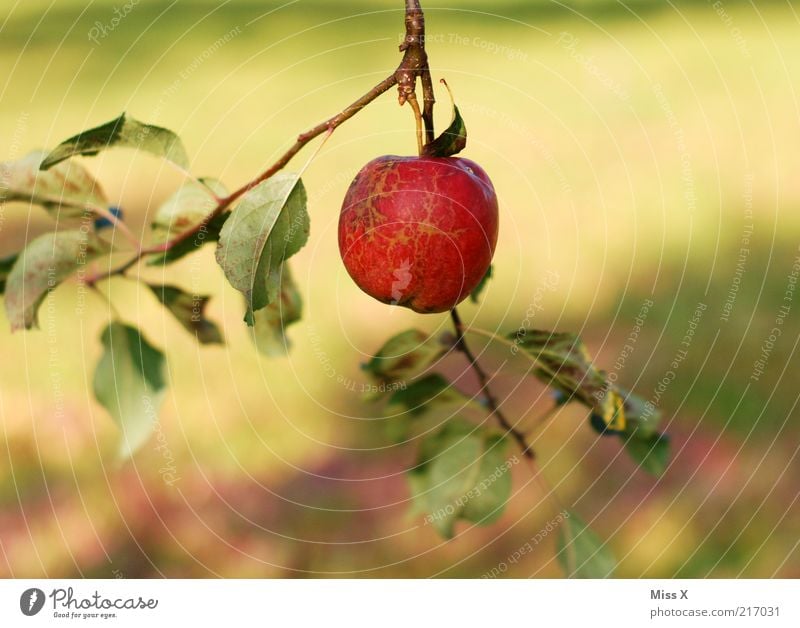 Äpfelchen Lebensmittel Frucht Apfel Ernährung Bioprodukte Vegetarische Ernährung Natur Sommer Herbst Baum Blatt Garten hängen frisch klein lecker rund saftig