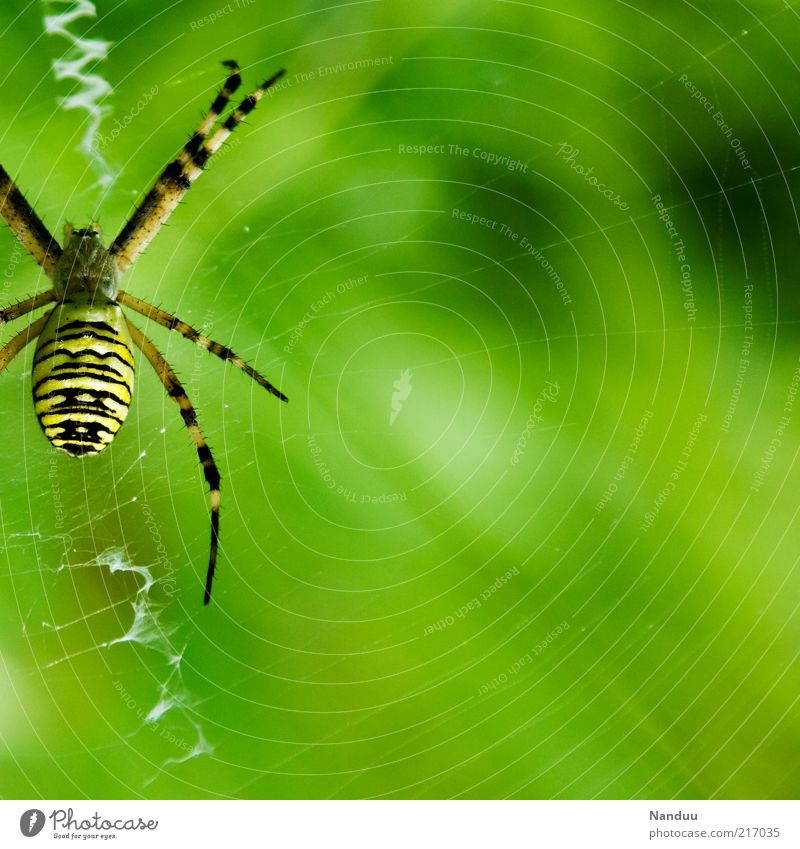 Achtbeiner Tier Wildtier Spinne 1 gelb Wespenspinne Spinnennetz Natur Warnfarbe gestreift natürlich Spinnenbeine Unschärfe Farbfoto mehrfarbig Außenaufnahme