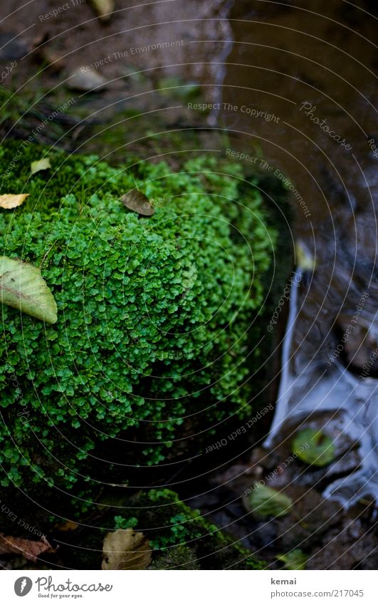Natürliche Begrünung Umwelt Natur Pflanze Erde Wasser Sommer Herbst Moos Blatt Grünpflanze Wildpflanze Bach Fluss Stein dunkel nass feucht kalt Farbfoto