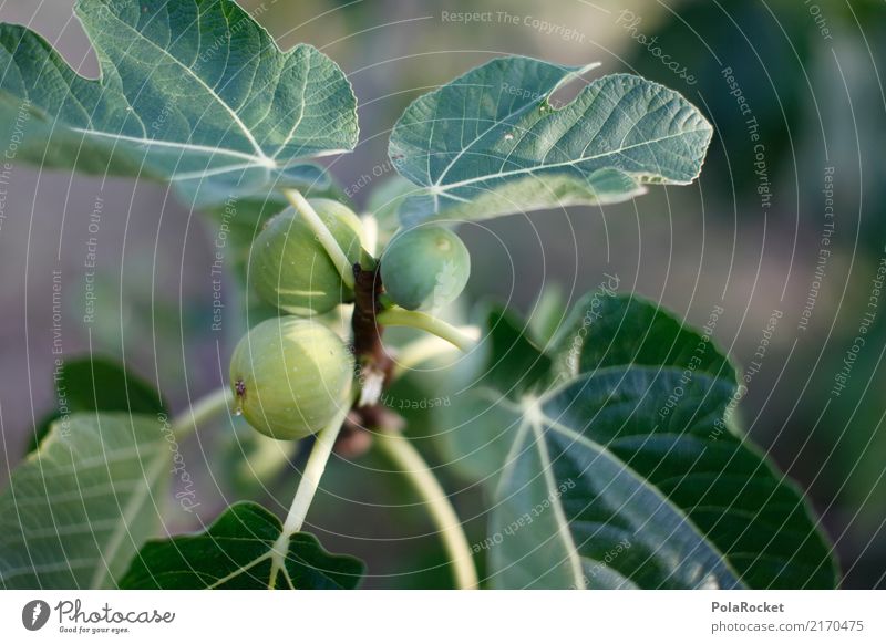 #A# Feige für Feige Kunst ästhetisch Feigenblatt Feigenbaum mediterran reif lecker grün Grünpflanze ökologisch Bioprodukte Biologische Landwirtschaft Italien