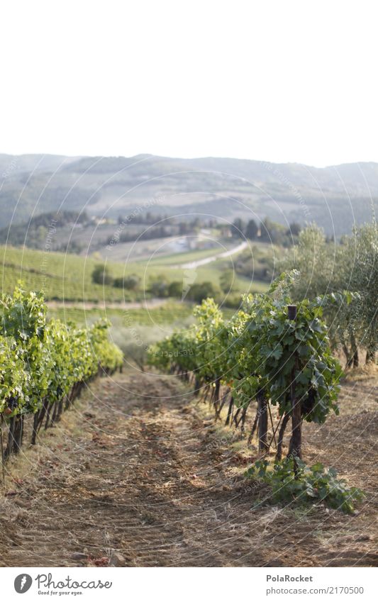 #A# Weinlandschaft Umwelt Natur ästhetisch Weinberg Weinbau Weinlese Weingut Italien Chianti Farbfoto mehrfarbig Außenaufnahme Menschenleer Textfreiraum links