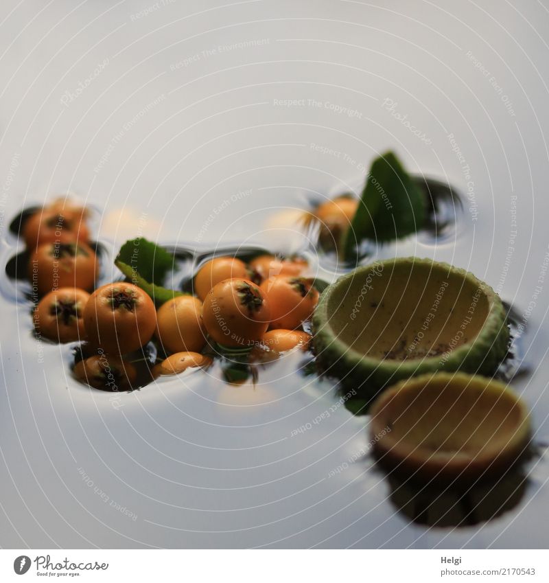 eingetaucht ... Umwelt Natur Pflanze Wasser Herbst Blatt Wildpflanze Beeren Vogelbeeren Park Schwimmen & Baden außergewöhnlich klein nass natürlich rund braun