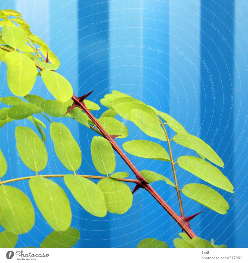 blau Pflanze ästhetisch außergewöhnlich Kontrast Blatt Robinie Wellblechwand Farbfoto Nahaufnahme Detailaufnahme Muster Strukturen & Formen Textfreiraum oben