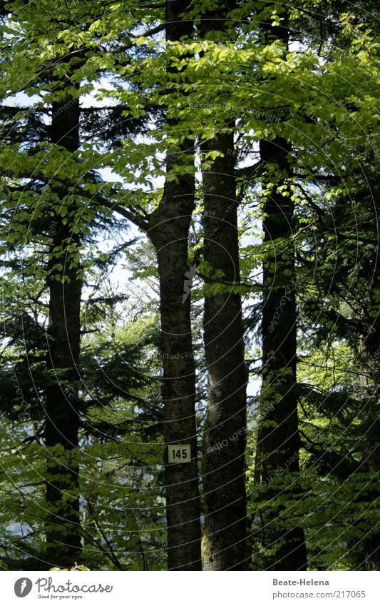Einhundertfünfundvierzig Bäume im Wald Sommer Natur Pflanze Baum Menschenleer Wege & Pfade Schilder & Markierungen atmen wählen Erholung Wachstum nachhaltig