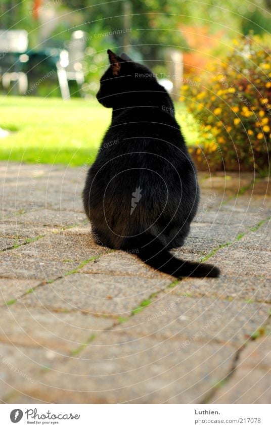 träumen Natur Tier Haustier Katze 1 beobachten Denken entdecken sitzen frei grün schwarz Farbfoto Außenaufnahme Tag Unschärfe Hauskatze Seitenblick