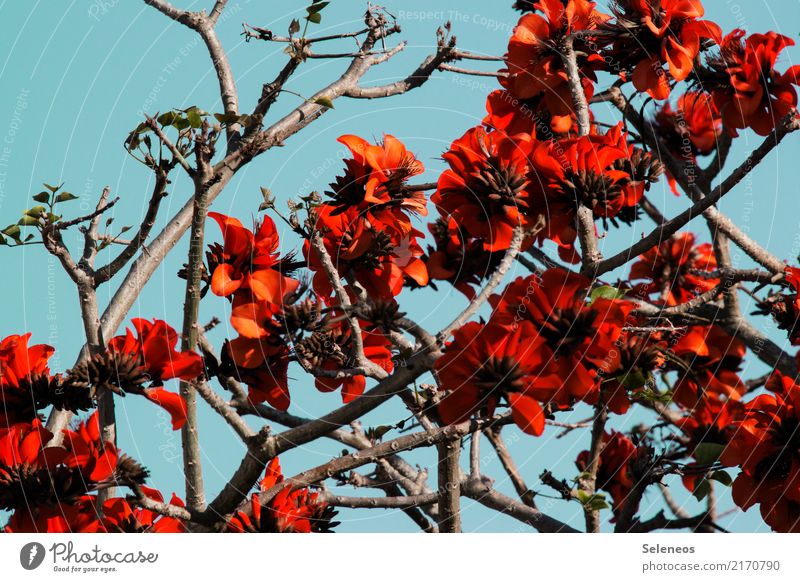 blühender Korallenbaum Ferne Umwelt Natur Frühling Pflanze Baum Blatt Blüte exotisch Blühend natürlich Farbfoto Außenaufnahme