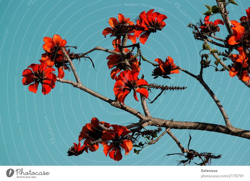 Frühlingsbote Umwelt Natur Pflanze Baum Blüte exotisch Geäst Garten Park Blühend Farbfoto Außenaufnahme Kontrast