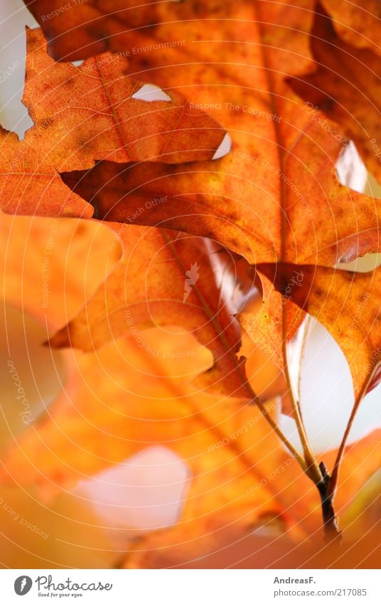 Eichenblätter Umwelt Natur Pflanze Herbst Blatt rot Herbstlaub Eichenblatt orange Herbstfärbung Oktober Farbfoto Außenaufnahme Nahaufnahme Detailaufnahme