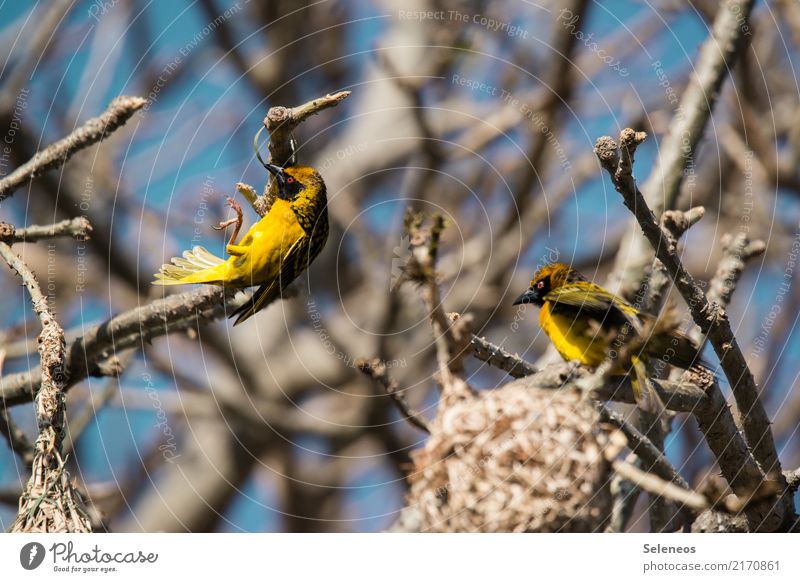 Webervogelakrobatik webervogel Vogel Südafrika Afrika Wildtier Nestbau Tier Farbfoto Tierporträt Außenaufnahme Natur Freiheit außergewöhnlich Safari