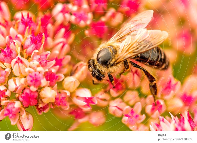 Biene auf großer Fetthenne schön Natur Pflanze Tier Blüte Wildtier 1 leuchten grün rosa Romantik Apis mellifera Insekt Große Fetthenne telephium Strahlen sonnig