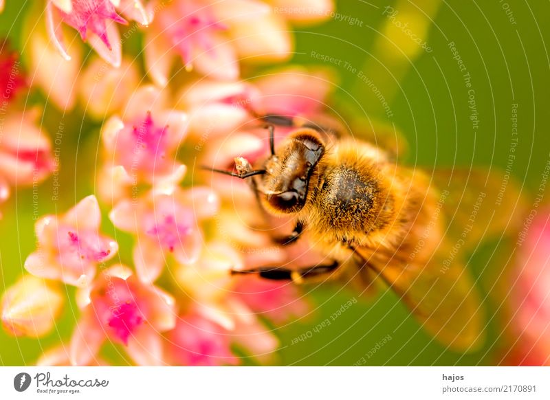 Biene auf großer Fetthenne schön Natur Pflanze Tier Blüte Wildtier Blühend leuchten grün rosa Romantik Apis mellifera Insekt Große Fetthenne telephium Strahlen