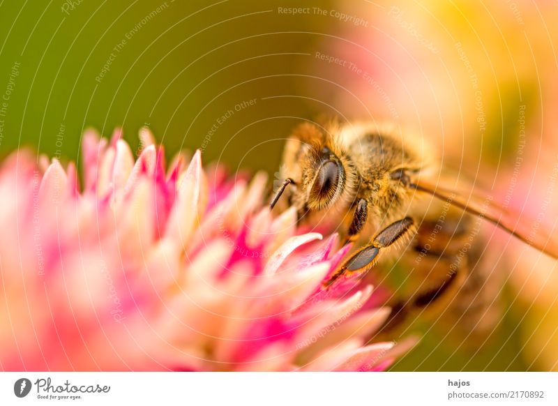Biene auf großer Fetthenne schön Natur Pflanze Tier Blüte Wildtier 1 leuchten braun grün rosa Romantik Apis mellifera Insekt Große Fetthenne telephium Strahlen