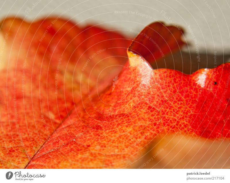 Herbstmaserung Umwelt Natur ästhetisch rot Gefühle Stimmung Vergänglichkeit leuchten Farbfoto Nahaufnahme Makroaufnahme Strukturen & Formen Menschenleer Wölbung