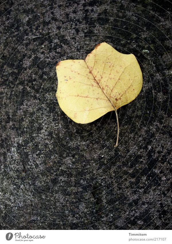 Solist Natur Herbst Blatt natürlich Sauberkeit schön ästhetisch Umwelt Freisteller Herbstlaub 1 einzeln Herbstfärbung Textfreiraum unten Blattadern Pappeln