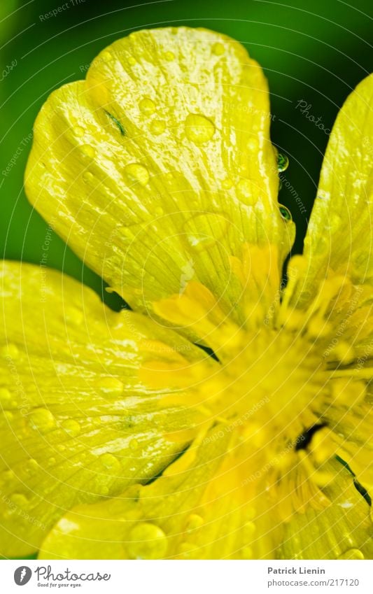 gelbe Tropfen Umwelt Natur Pflanze Wassertropfen Sommer Wetter Blume Blüte Wildpflanze beobachten Regen nass grün schön Hahnenfuß zart grell intensiv Nektar