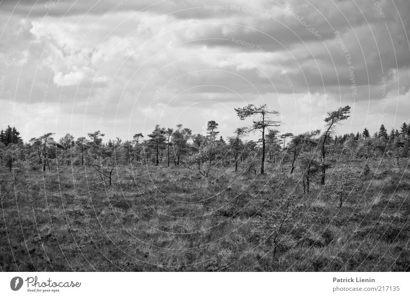 Schwarzes Moor Umwelt Natur Landschaft Pflanze Urelemente Erde Luft Himmel Wolken Gewitterwolken Herbst Klima Wetter Wind Baum Wald Hügel Stimmung