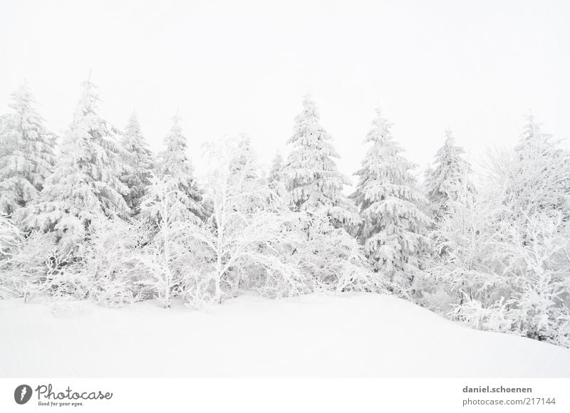 sinkende Schneefallgrenze Winter Klima Klimawandel Wetter Eis Frost Wald hell kalt weiß Schwarzwald Tanne Monochrom Gedeckte Farben Textfreiraum oben