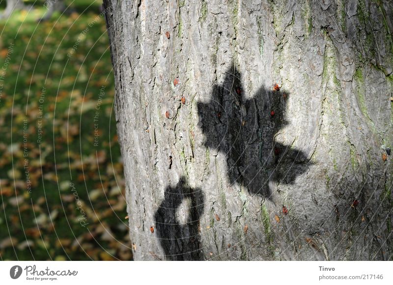 Schatten von Ahornblatt auf Baumrinde Natur Herbst Blatt Vergänglichkeit Baumstamm Wiese Herbstlaub Schattenspiel Farbfoto Außenaufnahme Licht Silhouette