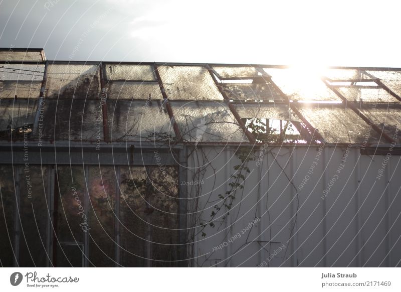 Gewächshaus Frankreich Menschenleer Fenster stagnierend Verfall Vergänglichkeit kaputt Verhext Farbfoto Tag Lichterscheinung Sonnenlicht Sonnenstrahlen