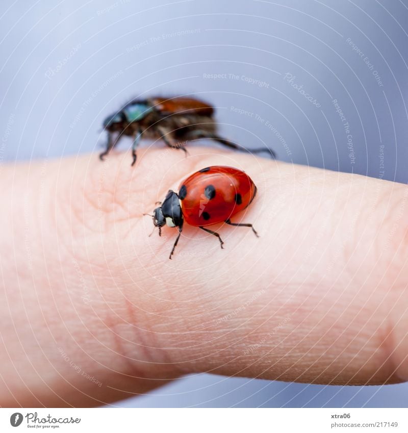 krabbelgruppe Tier 2 Freundlichkeit Insekt Marienkäfer Käfer krabbeln Finger Farbfoto Innenaufnahme Nahaufnahme Detailaufnahme Makroaufnahme gepunktet Tierliebe
