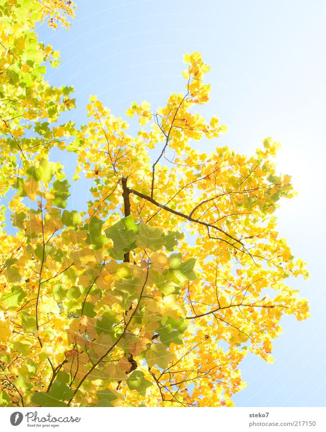 Fehlt da etwa schon ein Blatt? Himmel Herbst Baum alt leuchten Wandel & Veränderung ruhig Ahornzweig Laubbaum gelb grün Farbfoto Außenaufnahme Menschenleer