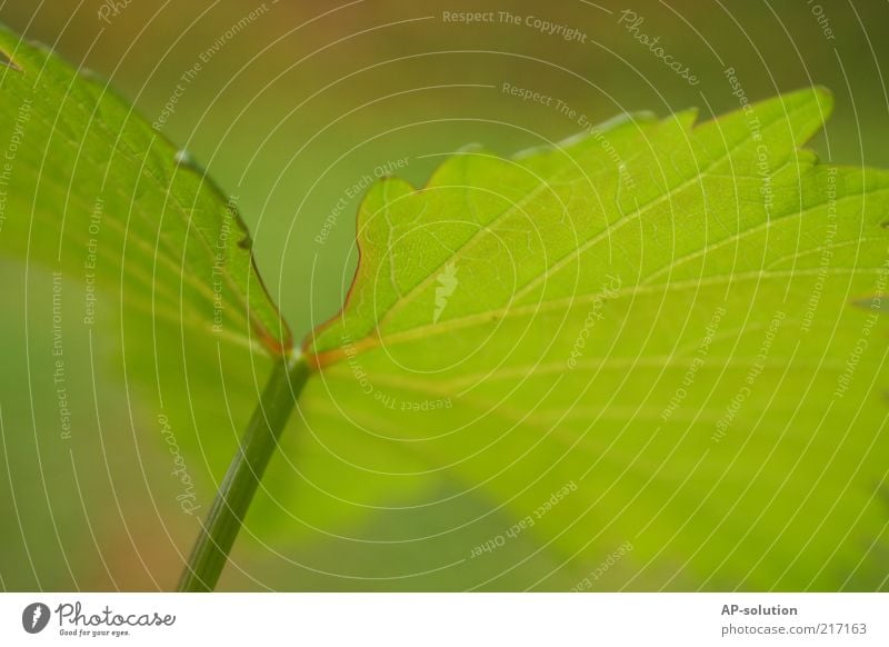 grünes Blatt Natur Pflanze Efeu Grünpflanze Wachstum gedeihen Farbfoto Außenaufnahme Nahaufnahme Detailaufnahme Makroaufnahme Strukturen & Formen