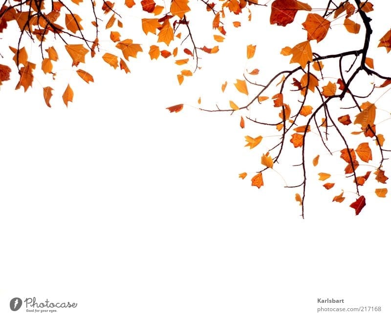 herbstflattern. Lifestyle Natur Pflanze Himmel Herbst Blatt Holz Vergänglichkeit Wandel & Veränderung herbstlich Herbstlaub Ast hängend Farbfoto Außenaufnahme