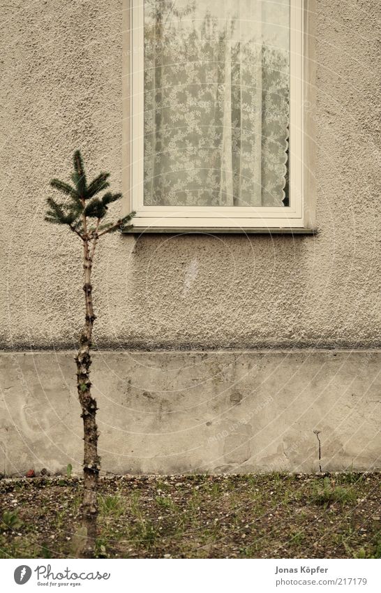 Weihnachtsbaum vor dem Stubenfenster Baum Menschenleer Einfamilienhaus Gebäude Fenster alt trist braun Vorhang Vorgarten Fensterbrett Mauer Farbfoto