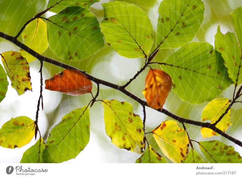 Buche Umwelt Natur Pflanze Herbst Blatt grün herbstlich Herbstfärbung Herbstlaub Blätterdach Buchengewächs Farbfoto Nahaufnahme Licht Sonnenlicht