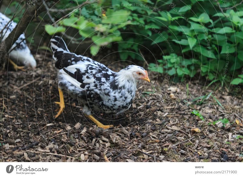 Mistkratzer Landwirtschaft Forstwirtschaft Natur Tier Vogel Fressen werfen Bauernhof Ei Flora und Fauna Freilaufendes Huhn Geflügel Hahn Haushuhn Junghenne
