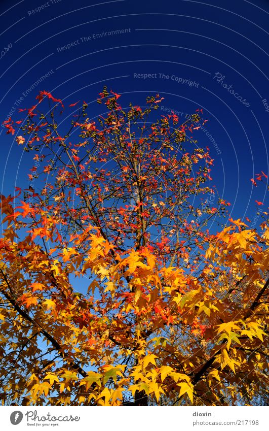 Oktobergold Umwelt Natur Pflanze Himmel Wolkenloser Himmel Herbst Wetter Schönes Wetter Baum Blatt Ast Ahorn Wachstum schön natürlich blau gelb rot