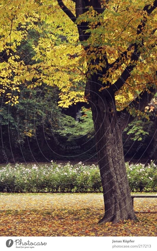 Heidelberger Herbst Natur Pflanze Schönes Wetter Wind Blatt braun gelb gold grün Warmherzigkeit Romantik schön Laubbaum Herbstlaub herbstlich Herbstlandschaft