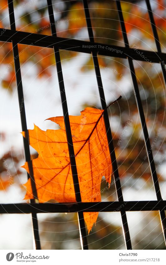 Herbst-Haft Umwelt Natur Pflanze Himmel Sonnenlicht Schönes Wetter Blatt Zaun Gitter bedrohlich gold Gefühle Hoffnung Traurigkeit Sehnsucht Ungerechtigkeit