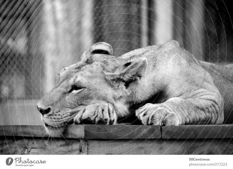 Löwin Zufriedenheit Erholung Wildtier Katze Krallen Pfote Zoo Streichelzoo 1 Tier liegen schlafen schön wild schwarz weiß Stimmung ruhig bequem Einsamkeit