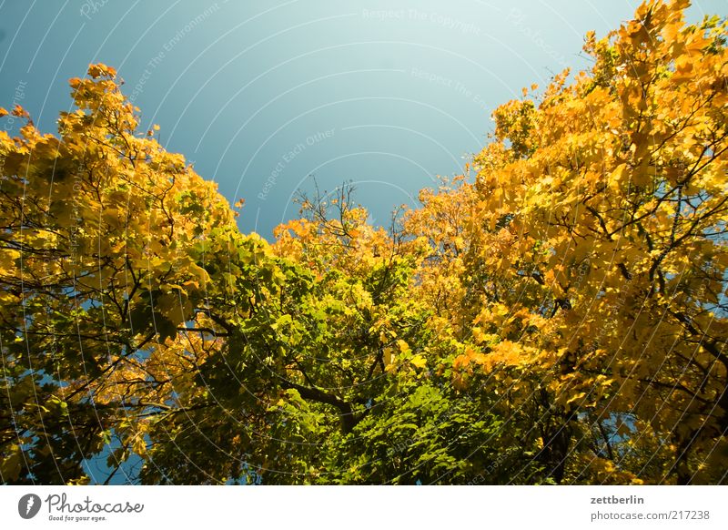 Weimar Umwelt Natur Landschaft Pflanze Himmel Herbst Klima Schönes Wetter Baum Gefühle Stimmung schön Oktober Laubbaum Herbstlaub Blatt gold Farbfoto mehrfarbig