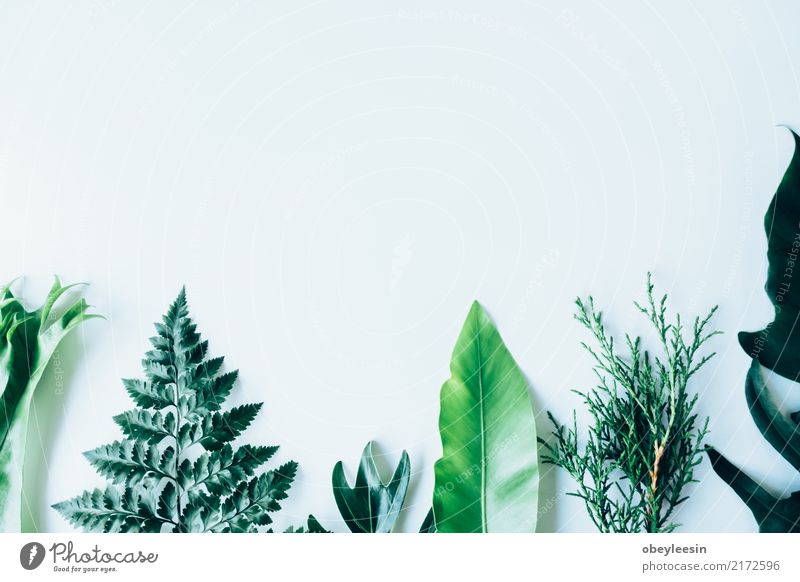 Kreatives Layout aus grünen Blättern Sommer Garten Tisch Kunst Natur Pflanze Baum Blatt Wald Fluggerät Mode Wachstum frisch hell trendy natürlich oben weiß