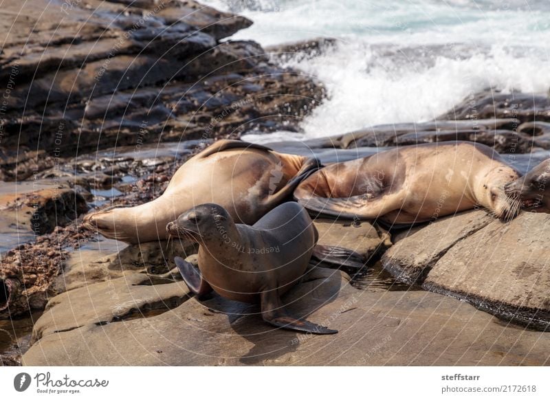 Kalifornischer Seelöwe Zalophus californianus Spielen Felsen Wellen Küste Strand Meer Tier Wildtier 4 Stein Wasser schlafen blau braun