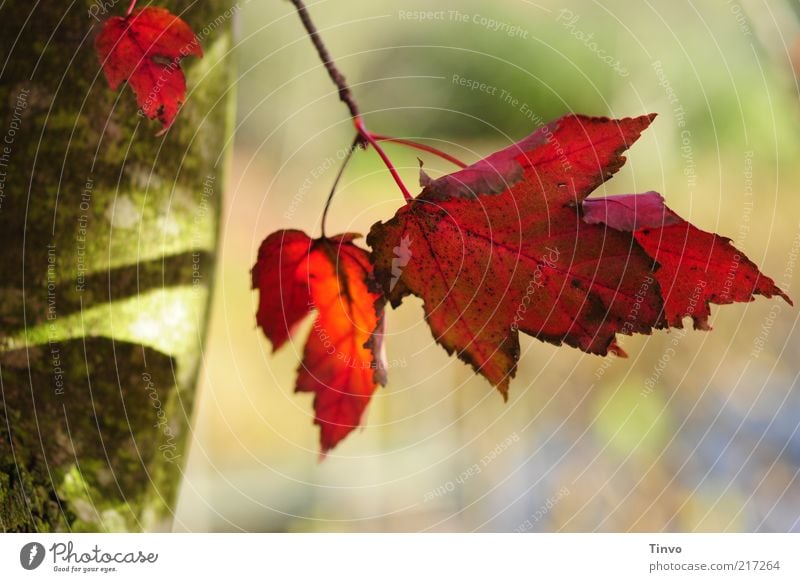 roter oktober Natur Herbst Schönes Wetter Baum Blatt grün Wandel & Veränderung mehrfarbig Herbstlaub Ahorn gezackt purpur knallig Baumstamm Farbfoto