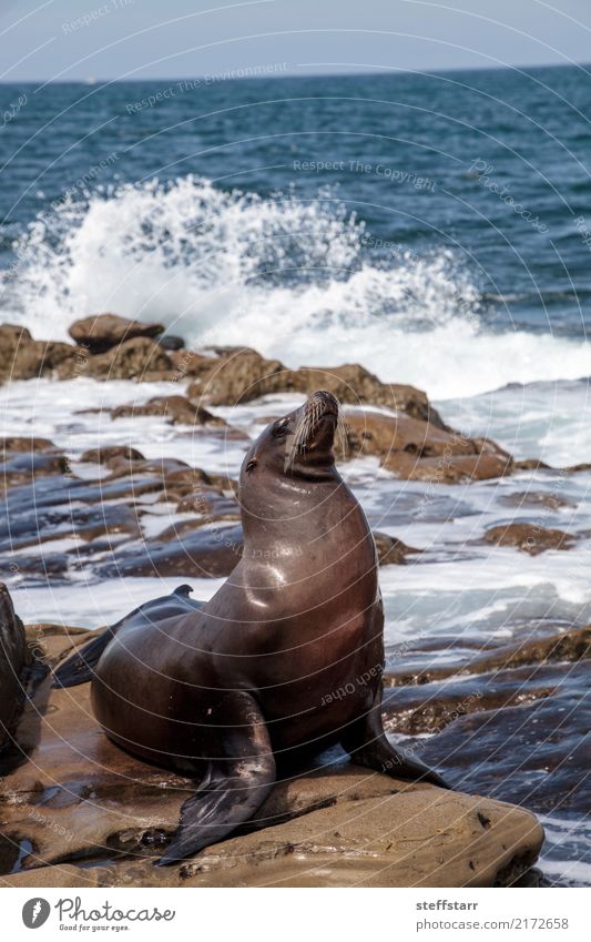 Kalifornischer Seelöwe Zalophus californianus Spielen Felsen Wellen Küste Meer Tier Wildtier 1 Stein Wasser sitzen blau braun