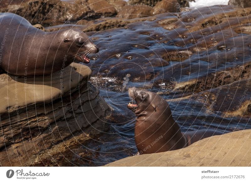 Kalifornischer Seelöwe Zalophus californianus argumentierend Spielen Felsen Küste Meer Tier 2 Konflikt & Streit kämpfen Sparring schonend