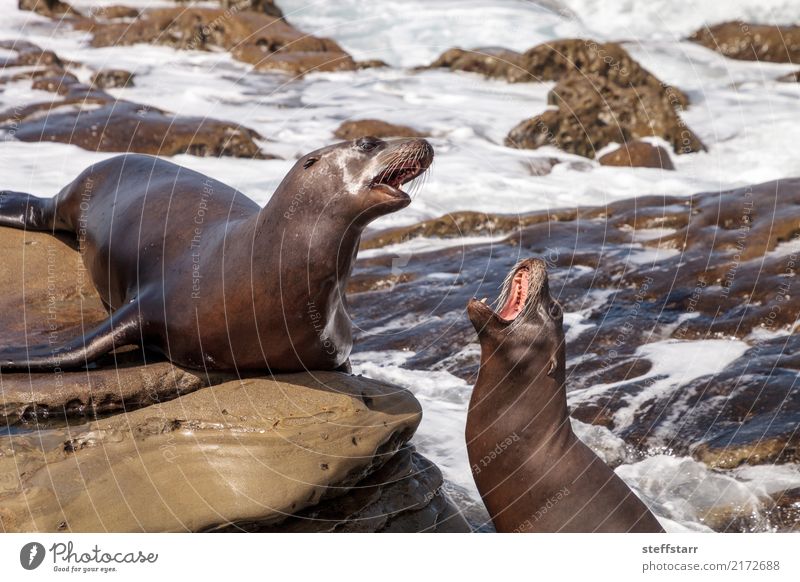 Kalifornischer Seelöwe Zalophus californianus argumentierend Spielen Felsen Wellen Küste Strand Meer Tier Wildtier 2 Tierpaar Stein Ärger gereizt kämpfen