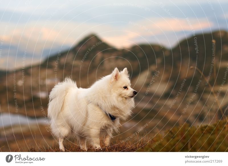 weißer Spitz-Hund in den Bergen Natur Landschaft Himmel Herbst Gras Sträucher Moos Berge u. Gebirge Gipfel Seeufer Tier Haustier Tiergesicht 1 frei wild loyal