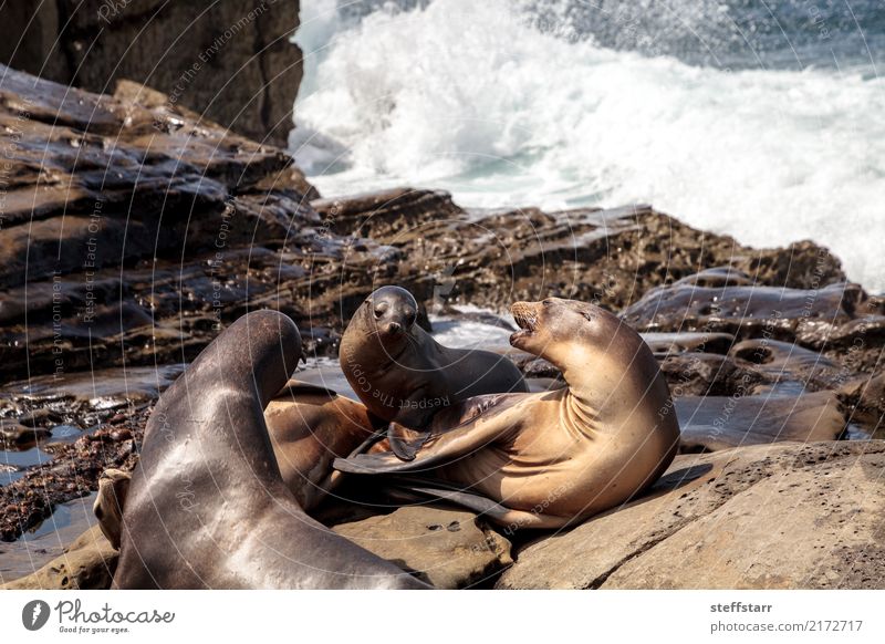 Mutter und Welpe Kalifornischer Seelöwe Zalophus californianus Freude Spielen Baby Erwachsene Umwelt Natur Felsen Küste Strand Meer Tier Wildtier 3 Tierjunges